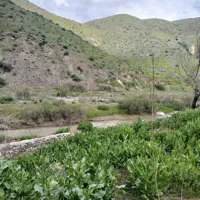 فروش-زمین-کشاورزی-چسب-بافت
