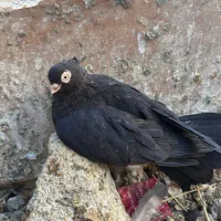 کبوتر زاغ ماده چشنک عطیقه