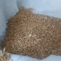 گندم برات