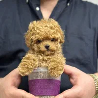 توله سگ توی پودل هلوی ۶۵ روز|سگ|تهران, سعادت‌آباد|دیوار