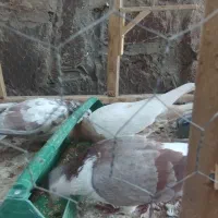 تعدادی کفتر