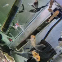 اکواریوم سالم باماهی|ماهی|سرخه حصار, |دیوار