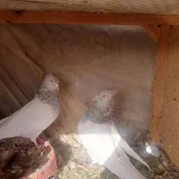 کبوتر کله ای بمی