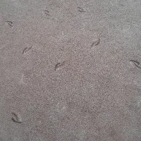 موکت فرش