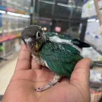 گیرینچیک سرلاکی و دونخور|پرنده|ساری, |دیوار