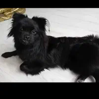 پامر|سگ|آذرشهر, |دیوار