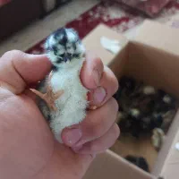 جوجه گلین ۳ روزه