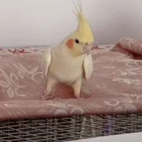 عروس هلندی|پرنده|قم, انسجام|دیوار