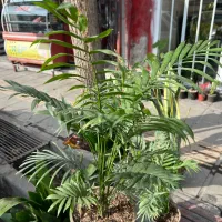 گل اپارتمانی مستقیم از گلخانه