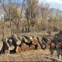 خرید و فروش انواع چوب قطع درخت و سر برداری درخت
