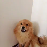 سگ پامرین|سگ|پردیس, فاز ۱۱|دیوار