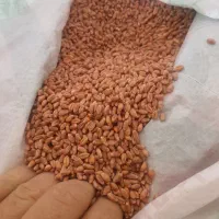 بذر گندم اکلید