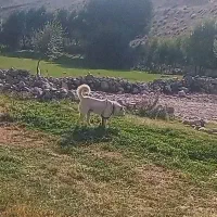 طوله سرابی|سگ|تبریز, |دیوار