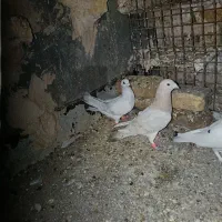 حیون ها نرو ماده|پرنده|تربت‌حیدریه, باغ سلطانی|دیوار