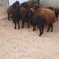 بره نر|حیوانات مزرعه|قیدار, |دیوار