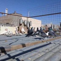 کفتر، کبوتر