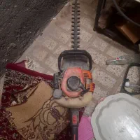 شمشاد زن یا ترون زن در حد نو
