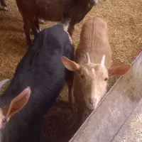 چپیش مورسیاه