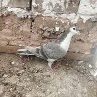 کفتر|پرنده|سبزوار, باهنر|دیوار