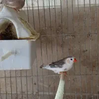 فنچ عروس هلندی طوطی برزیلی مرغ عشق قفس عروس هلندی|پرنده|محلات, |دیوار