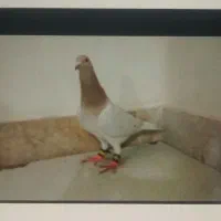 کله هما نازنین
