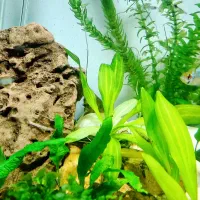 ماهی رامیزی|ماهی|تبریز, |دیوار