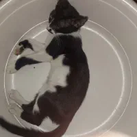 گم شده|حیوانات|چمران, |دیوار