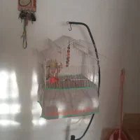 عروس هلندی|پرنده|آستانه اشرفیه, |دیوار