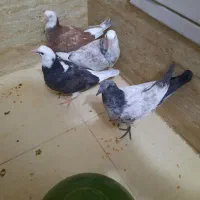 ۴ تا جوجه پرشی جیرجیری