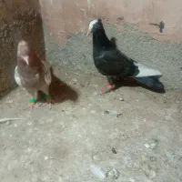 جوجه|پرنده|نیشابور, مازول|دیوار
