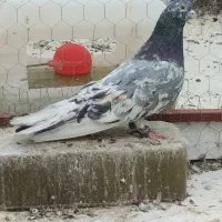 تعدادی کبوتر