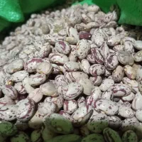 لوبیا چیتی تازه کاشت امسال|عمده‌فروشی|نظر کهریزی, |دیوار