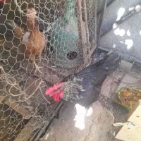 یکعدد جوجه خروس سالمو سرحال