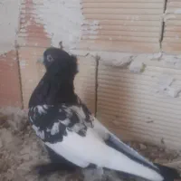 پرنده