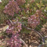 خدمات کاری کود ریزی در باغ و...