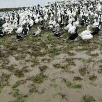 فروش اردک پکنی درشت