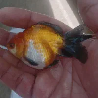 ماهی کوی وگلدفیش