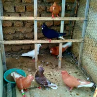 کفتر|پرنده|تربت‌حیدریه, قائم|دیوار