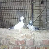 کبوتر معاوضه با طوقی