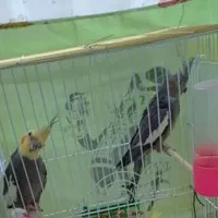 عروس هلندی سینامون|پرنده|اهواز, پردیس|دیوار