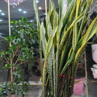 گل سانسوریا بفروش میرسد|گل و گیاه طبیعی|رشت, لاکان|دیوار