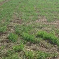 زمین هزار متری کوهنانی