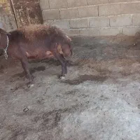 میش وبزغاله