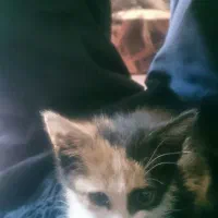 واگذاری گربه