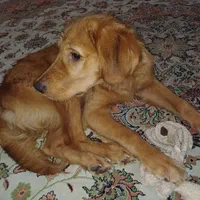 واگذاری سگ،رد گلدن رتریور