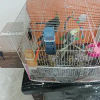 عروس هلندی|پرنده|چناران, |دیوار