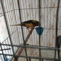 یک عدد قناری ماده