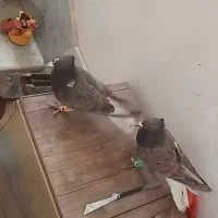 چهار تا پرشی|پرنده|سبزوار, قصبه شرقی|دیوار