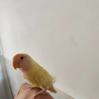 کوتوله بریزیلی