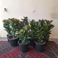 فروش انواع گل های آپارتمانی